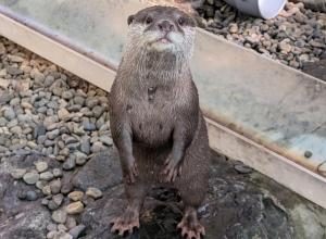 石の上で後ろ足で立ち上がり、こちらを見ているコツメカワウソの写真
