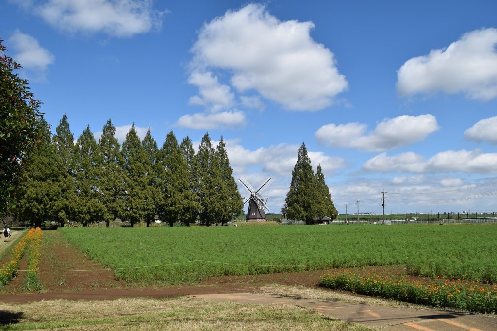 10月1日の風車前花畑。コスモスは緑の葉が一面に茂っているが花はまだなく、手前の縁にキバナコスモスが咲いている。奥に風車と並木