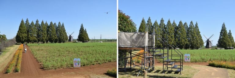 あけぼの山農業公園 風車前花畑 2026年10月8日