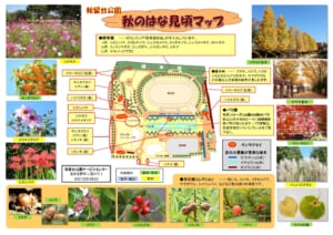 秋留台公園の秋のはな見頃マップ。陸上競技場を中心に、中央広場、バラ園、芝生広場、コスモスの丘、駐車場の位置と、ケヤキ・イチョウ・カツラの並木、イロハモミジの紅葉、キンモクセイの場所が示され、周りにコスモスやイチョウ並木、紅葉の写真が並ぶ