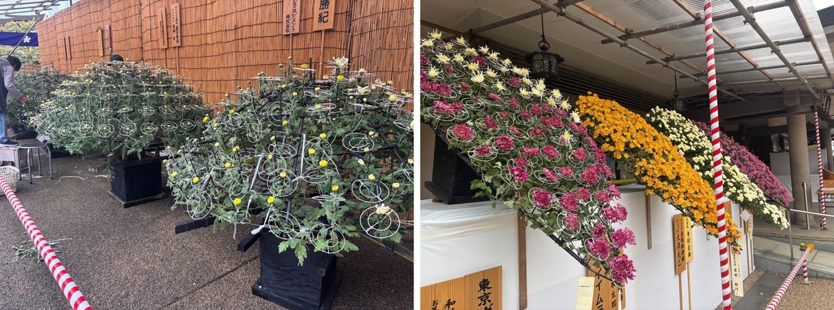 左は緑のつぼみが多い11月1日の懸崖、右は桃色・黄・白の花がそろった11月13日の懸崖