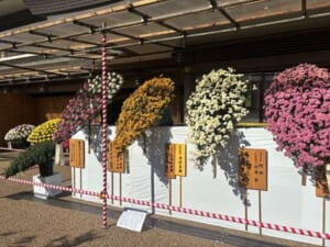 湯島天満宮の境内で、白い台の上から垂れ下がるように仕立てられた黄・白・桃色・紫の懸崖の菊が並ぶ