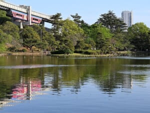 千葉公園の池の向こうを走る千葉都市モノレールの車両と、池を囲む松などの木々