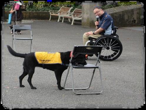 動物愛護フェスタよこはま2025の補助犬デモンストレーション。黄色いベストの黒い介助犬が車いすの男性の前で椅子に前足をかけている