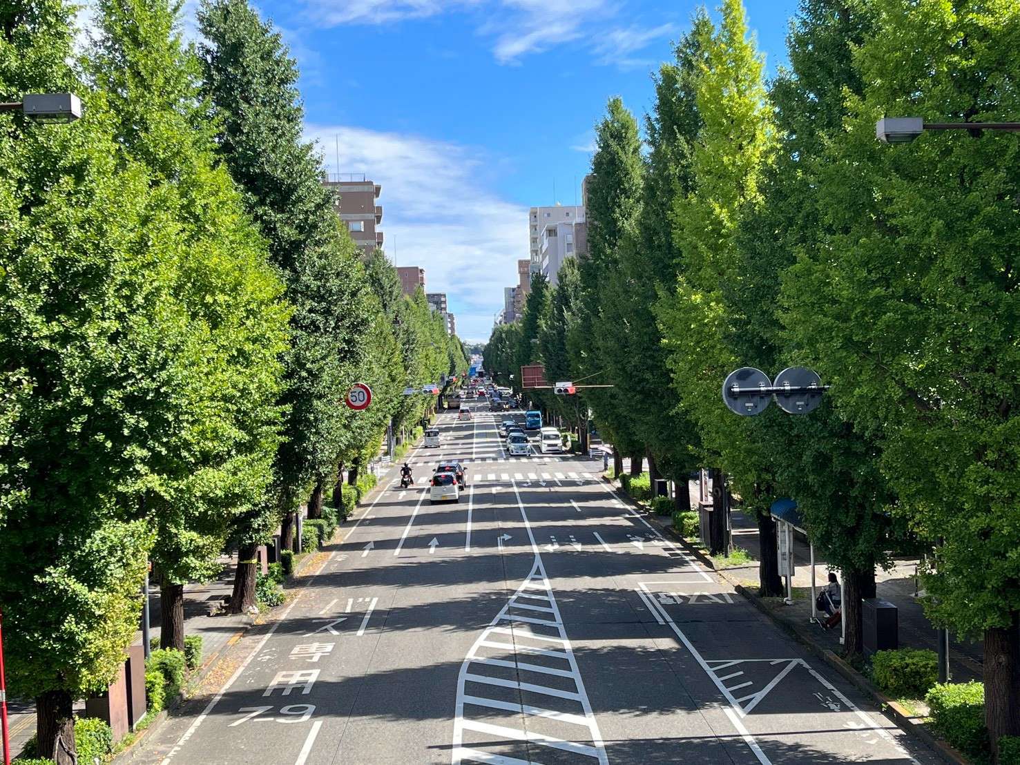 まだ緑色の葉が茂るいちょう並木が両側に続く甲州街道
