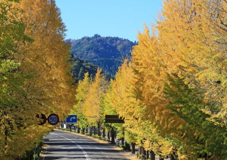 黄色く色づいたいちょう並木が道路の両側に続き、奥に山が見える甲州街道