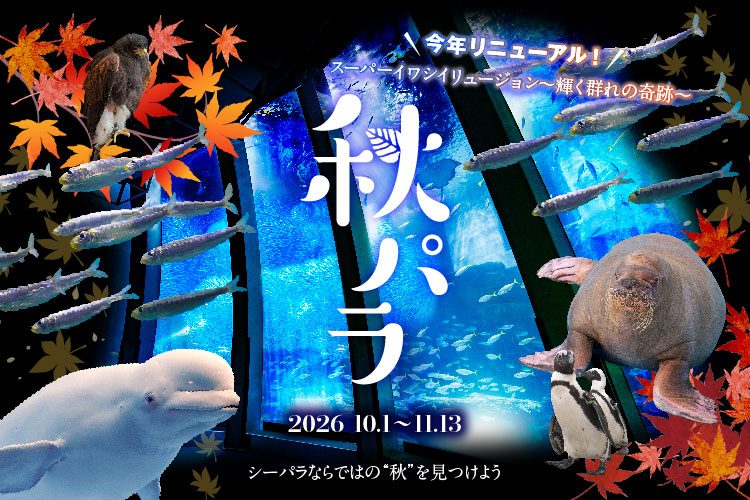 秋パラのキービジュアル。大水槽とイワシの群れ、シロイルカ、セイウチ、ペンギン、タカと紅葉に「秋パラ 2026 10.1〜11.13」の文字