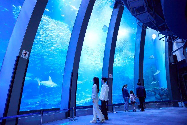 アクアミュージアムの大水槽の前に立つ来館者。水槽の中をイワシの群れとサメが泳いでいる