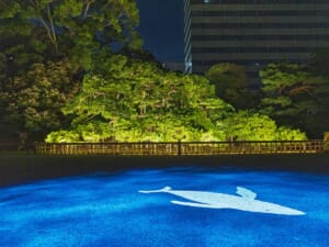 ライトアップされた大きな松の手前の地面に、青い光で鯨の形が映し出された夜の浜離宮恩賜庭園