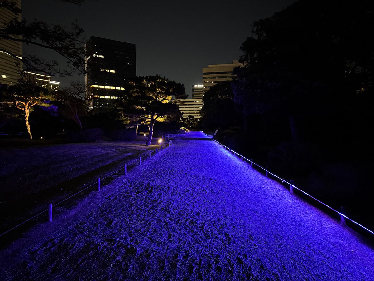 青紫の光で照らされた園路と、ライトアップされた松、背後の高層ビル