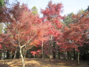 赤く色づいたモミジの木が並ぶ大町公園もみじ山の林と、落ち葉の積もった地面