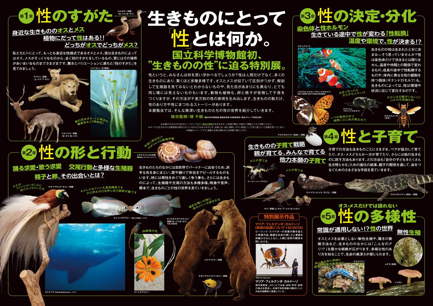 第1章から第5章までの章タイトルと、ライオンやヒグマの剥製、カクレクマノミ、セミクジラなどの写真を並べたチラシ裏面