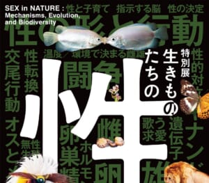 黒地に大きな白い「性」の文字、キスをするように口を合わせる2匹の魚、チョウ、鳥、ライオンを配した特別展「生きものたちの性」のチラシ表面