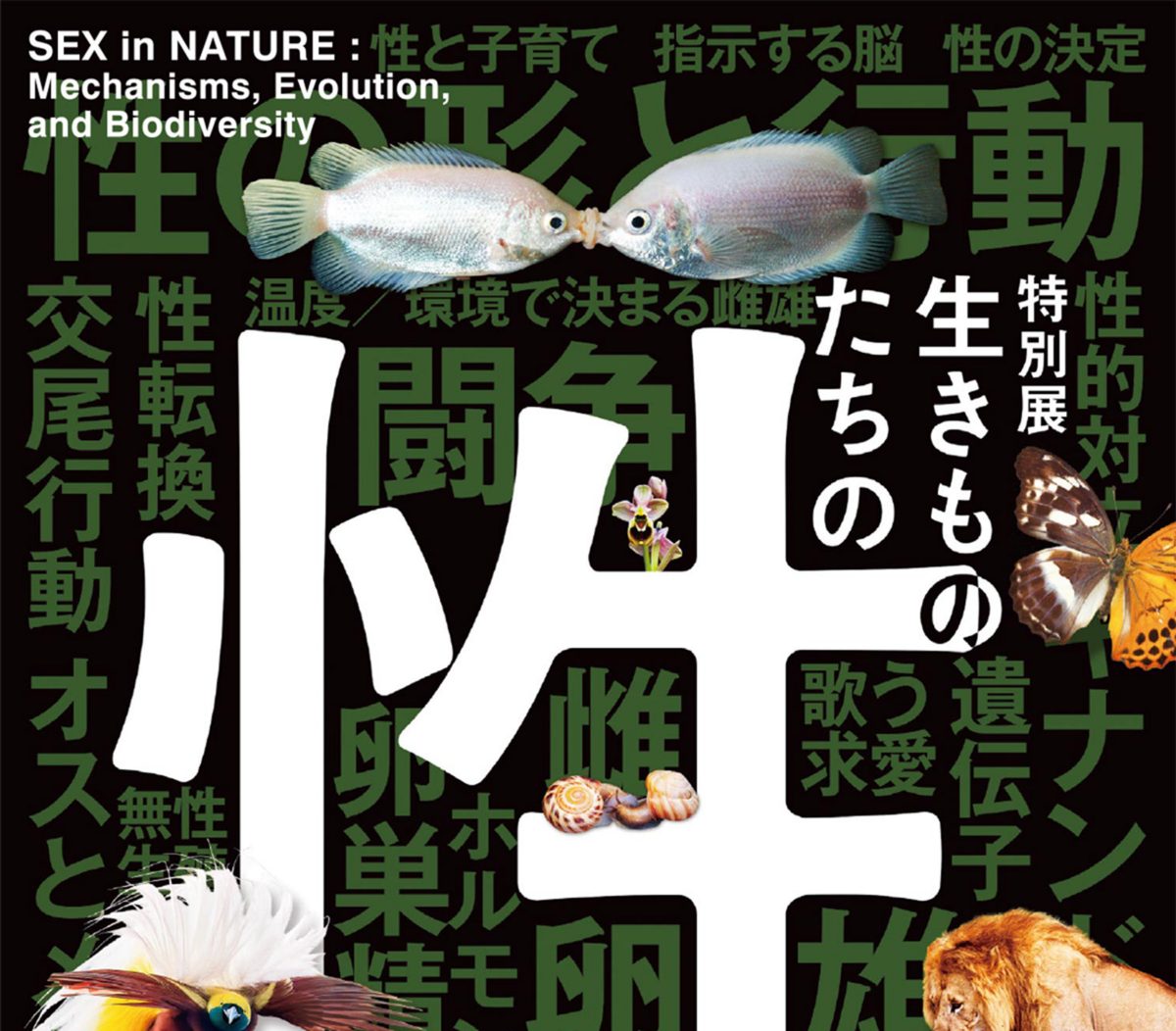 黒地に大きな白い「性」の文字、キスをするように口を合わせる2匹の魚、チョウ、鳥、ライオンを配した特別展「生きものたちの性」のチラシ表面