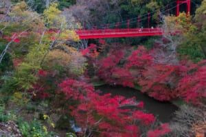 赤いいずみ橋の下の谷と池を、赤く色づいたモミジが埋めている