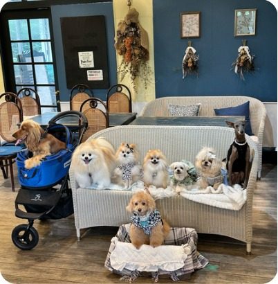 青い壁の店内で、籐のソファに並んで座る小型犬6匹と、青いペットカートに乗ったダックスフント、床のクッションに座るトイプードル