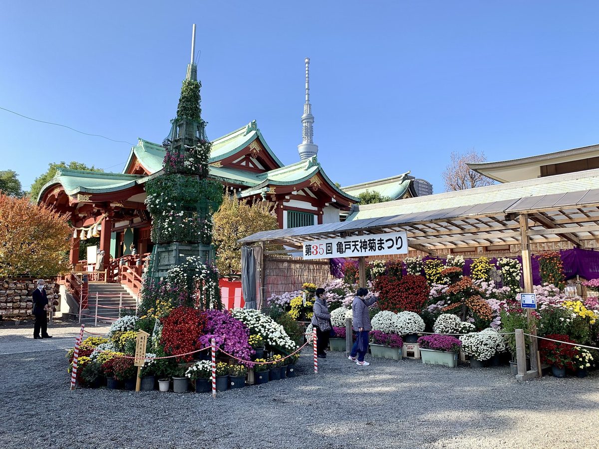 本殿の前に菊の鉢で覆った塔が立ち、屋根付きの棚に色とりどりの菊が並ぶ。奥に東京スカイツリーが見える