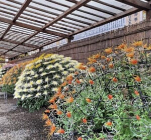 木の屋根と竹垣の下に、橙色の細い花びらの菊を輪の支柱で仕立てた鉢や、白と黄色の菊がこんもり咲く大鉢が並んでいる