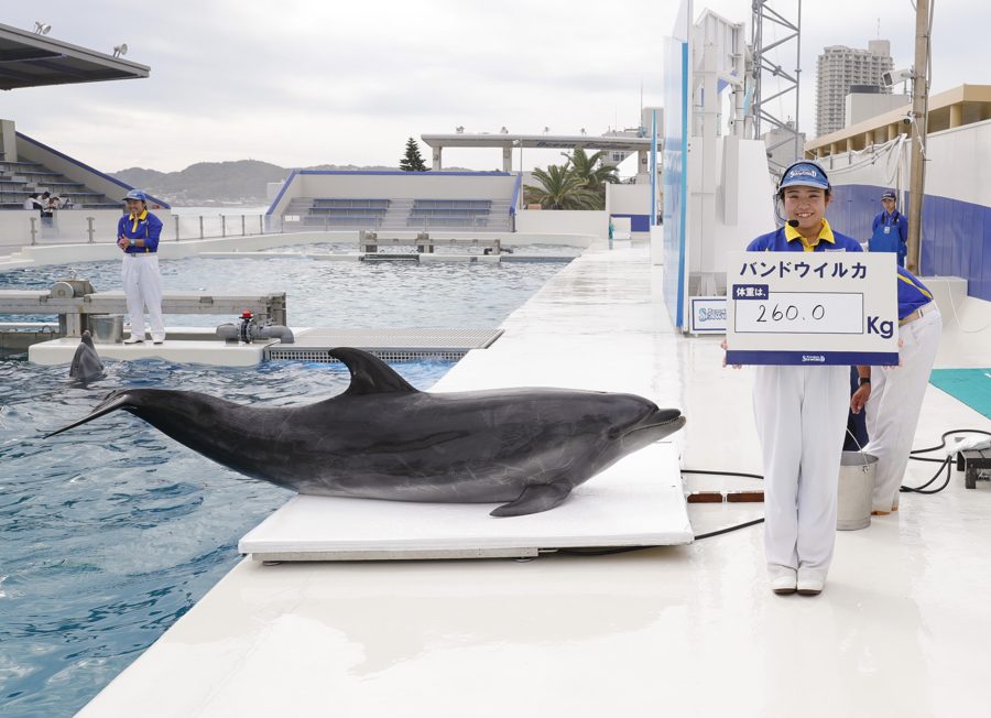 プールサイドの体重計に乗ったバンドウイルカと、「260.0kg」と書かれたボードを持つ飼育員