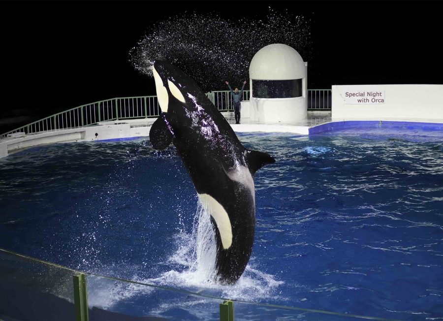 暗いプールから体を立てて跳び上がるシャチ。奥に「Special Night with Orca」の看板