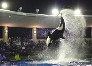 夜のスタジアムで照明に照らされ、水しぶきを上げて跳ぶシャチと、プールを囲む客席
