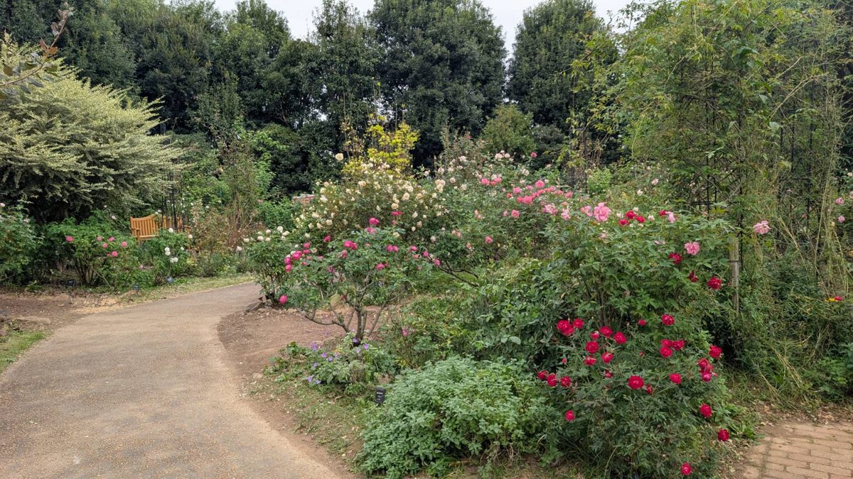 赤やピンクのバラが咲く植え込みの間をレンガの小道が通るバラ園