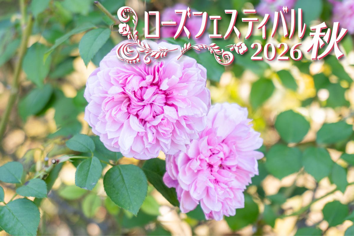 ピンクの八重咲きのバラ2輪に「ローズフェスティバル2026 秋」の文字が入った告知画像
