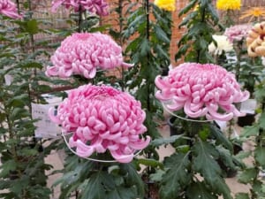 支柱に支えられたピンク色の大輪の菊が3輪並び、後ろにも白や黄色の菊が並ぶ展示