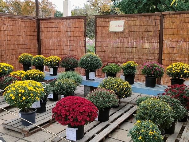 すだれで囲まれた一角に、黄色・赤・緑のこんもりとしたドーム型の鉢植えの菊が段に並ぶ展示
