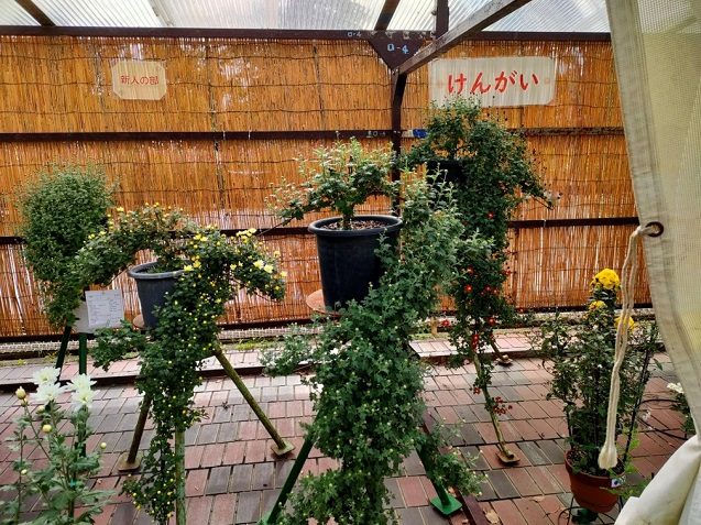 「けんがい」の札の前に、枝を長く垂らすように仕立てた鉢植えの菊が並ぶ展示