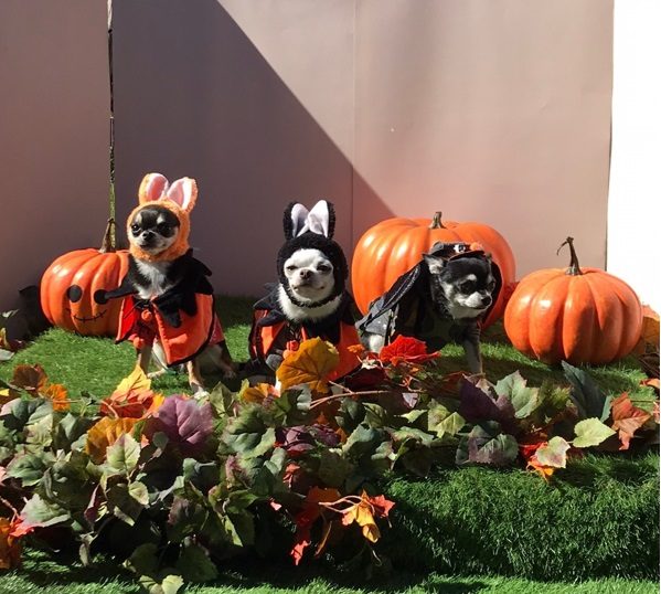 カボチャの横でハロウィンの衣装を着た小型犬3匹が並んでいる