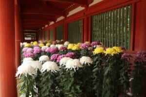 朱塗りの柱と格子の回廊の前に、白・黄・桃色の大輪の菊の鉢が何列も並んでいる