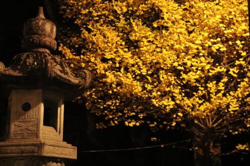 夜の闇の中で灯りに照らされた石灯籠と、その奥の黄色く色づいた木の葉