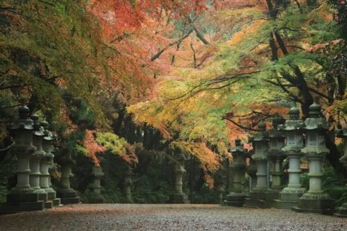 石灯籠が並ぶ香取神宮の参道の上に、赤や黄色、緑の葉が重なって広がっている