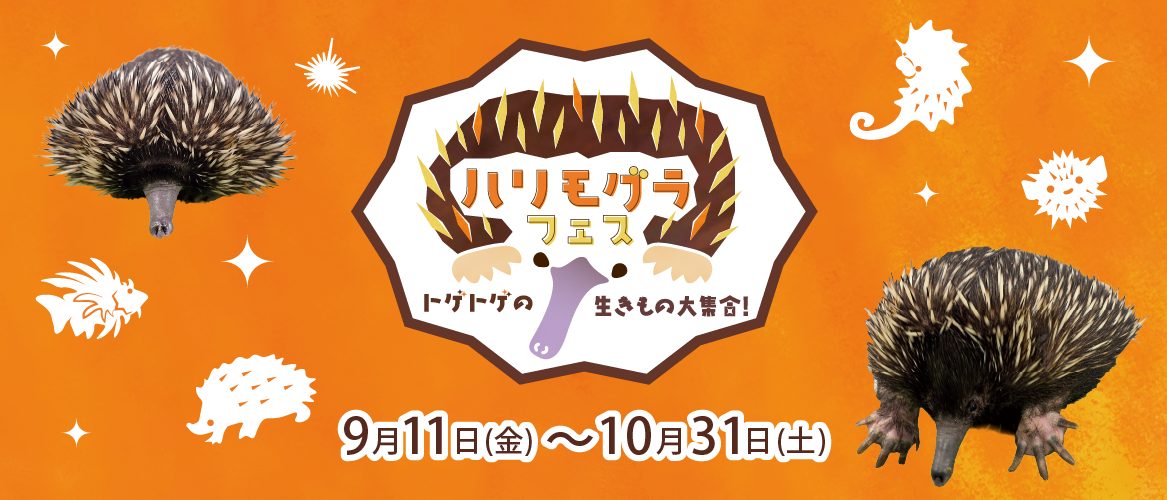 オレンジの背景にハリモグラの写真と「ハリモグラフェス トゲトゲの生きもの大集合! 9月11日(金)〜10月31日(土)」の文字