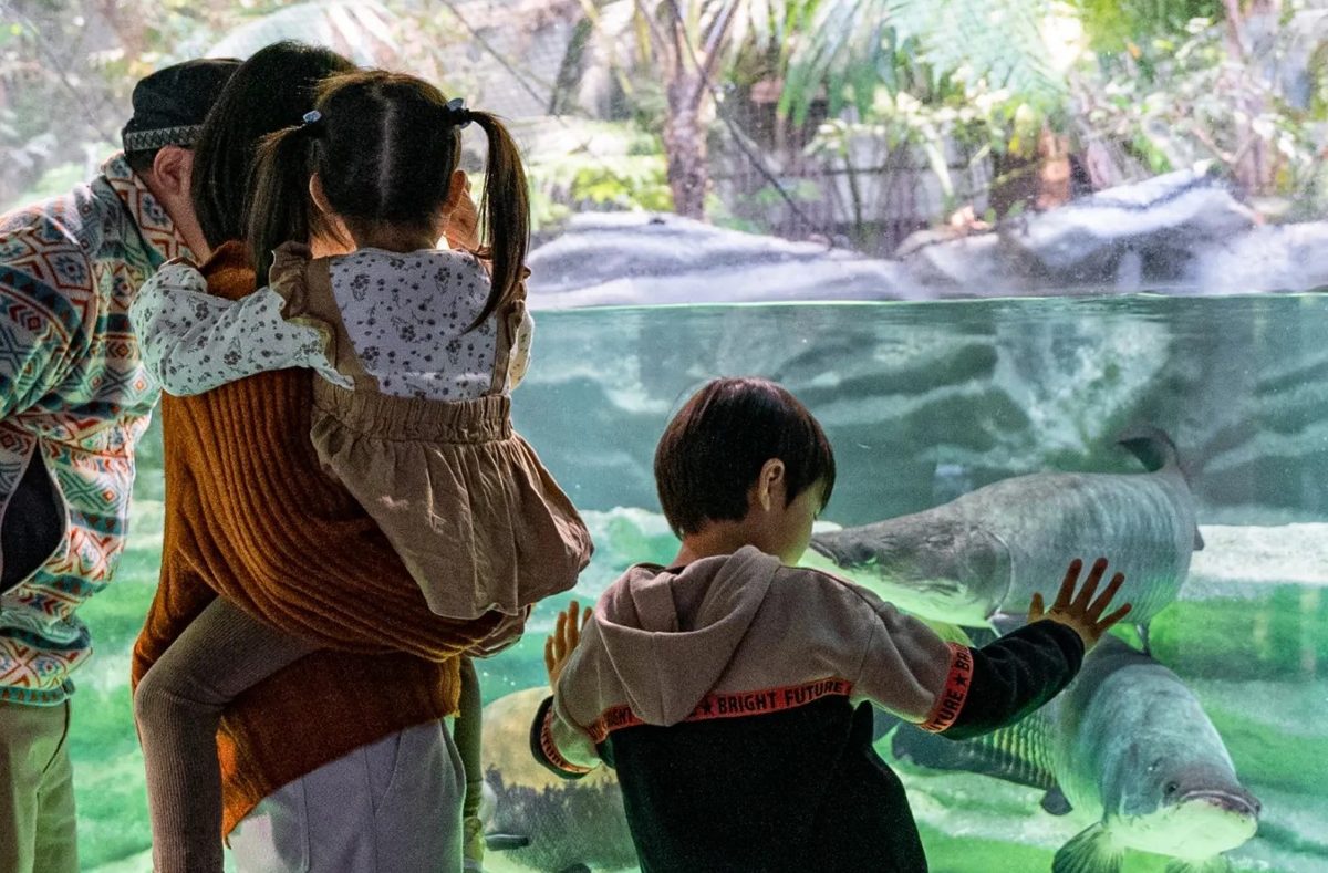 大型の魚が泳ぐ水槽を、子どもを抱いた大人と男の子がのぞき込んでいる