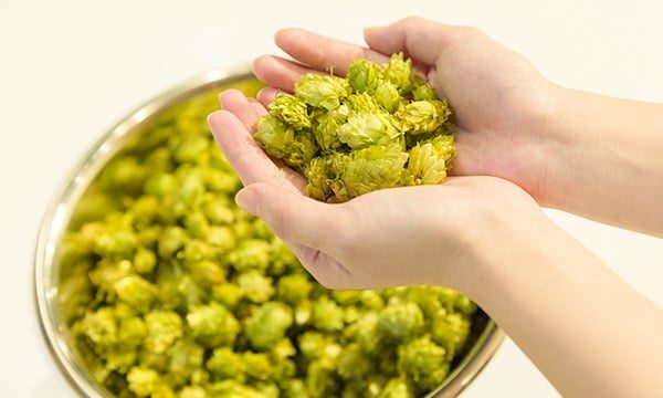 ボウルに入った緑色のホップを両手ですくっている手元