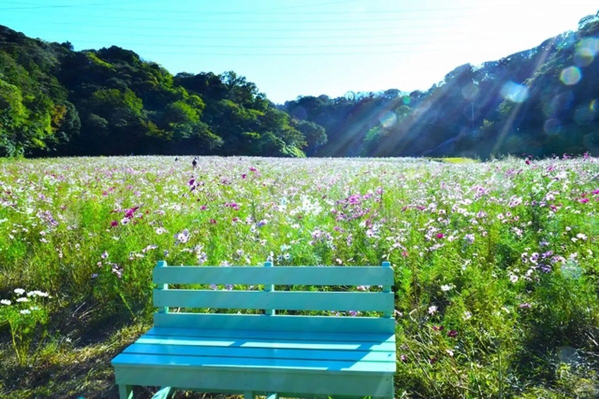 くりはま花の国のコスモス園。山に囲まれた谷あいの花畑一面にピンクや白のコスモスが咲き、手前に水色のベンチが置かれている