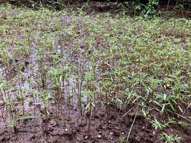 9月21日のくりはま花の国コスモス園。雨でぬかるんだ畑に、本葉が出始めたコスモスの苗が一面に並んでいる
