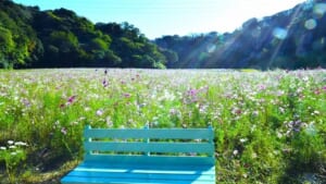 くりはま花の国のコスモス園。谷あいの花畑にピンクや白のコスモスが咲き、手前に水色のベンチ
