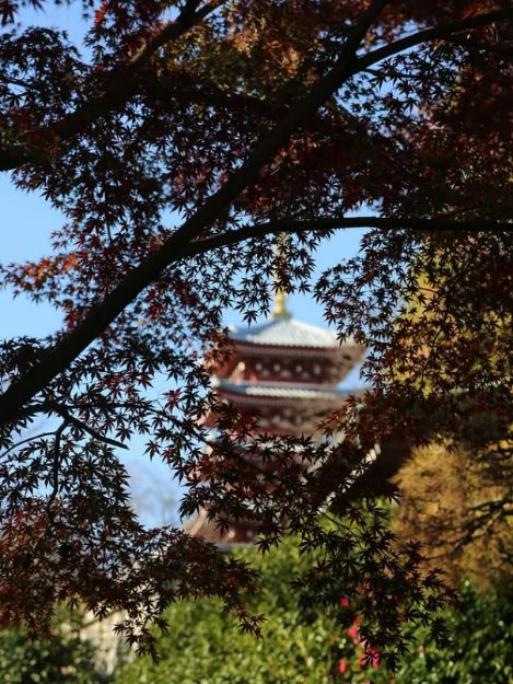 赤や黄色に色づいたモミジの枝の間から、五重塔の上部と青空が見える
