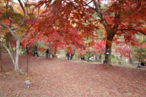 赤く色づいたもみじの木の下に落ち葉が広がり、奥を来園者が歩いている2025年11月の長瀞の写真