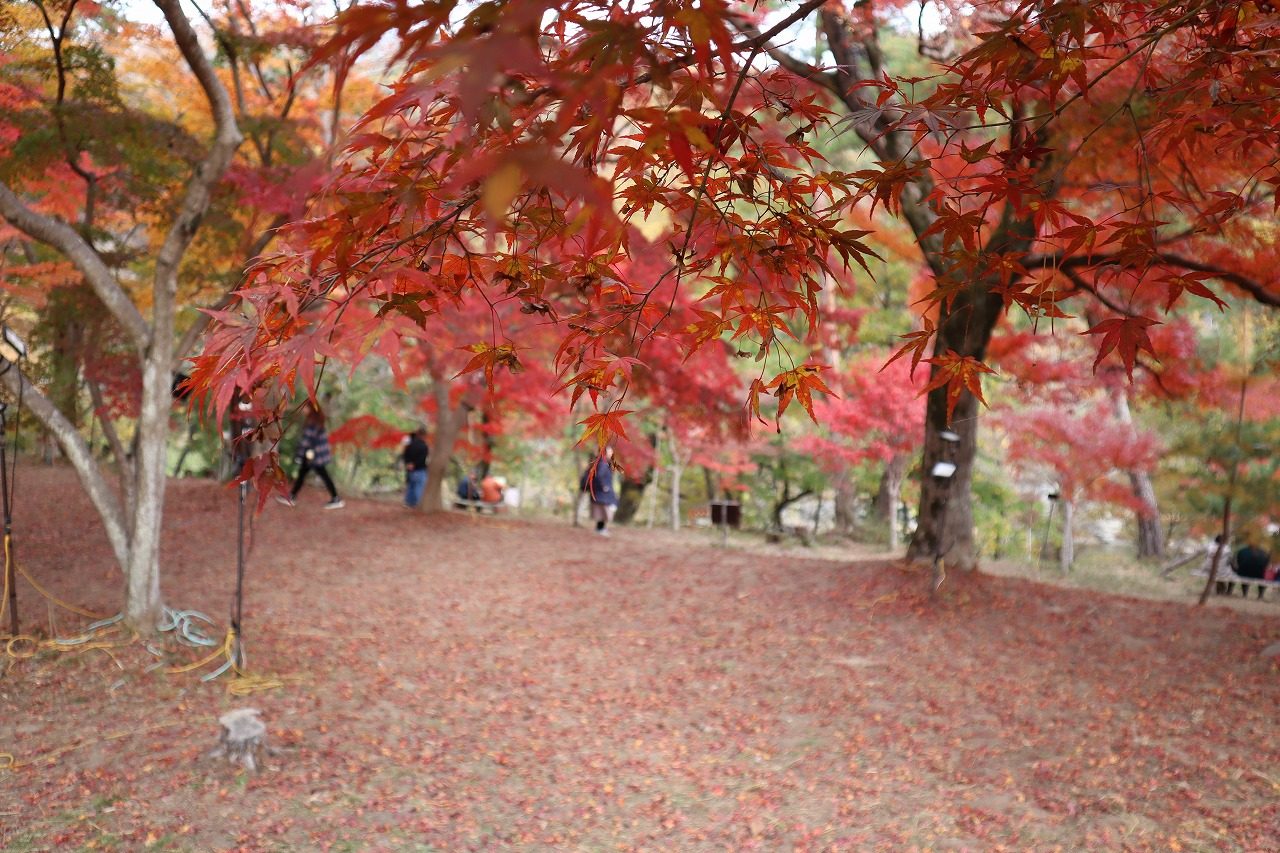 赤く色づいたもみじの木の下に落ち葉が広がり、奥を来園者が歩いている2025年11月の長瀞の写真