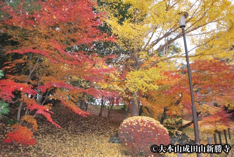 成田山公園の散策路。赤いモミジと黄色いイチョウが重なり、地面は落ち葉で覆われている