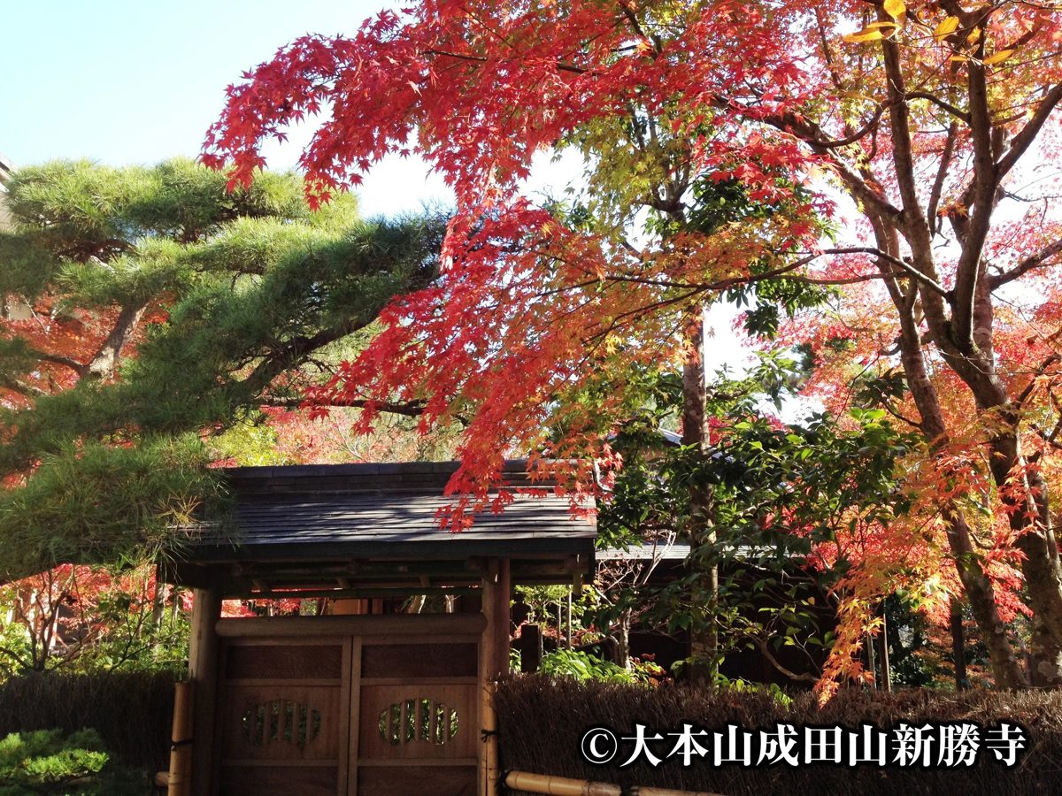 成田山公園の木の門の上に赤く色づいたモミジが枝を広げている