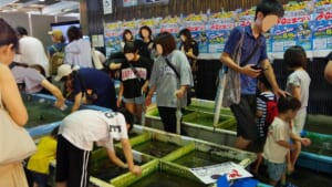 小田原あじ・地魚まつりの「相模湾のさわる水族館」。水槽の活きた魚に子どもたちが手を伸ばしている(小田原市提供の過去開催時の写真)