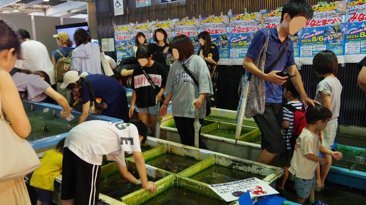小田原あじ・地魚まつりの「相模湾のさわる水族館」。水槽の活きた魚に子どもたちが手を伸ばしている（小田原市提供の過去開催時の写真）