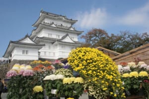 天守閣を背に、黄色やピンク、白の菊の鉢が並ぶ本丸広場