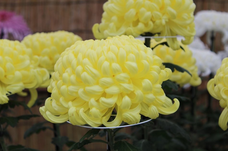 花びらが内側に丸く重なった黄色の大輪の菊