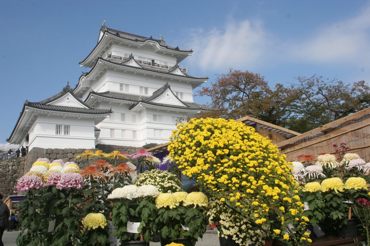 天守閣を背に、黄色やピンク、白の菊の鉢が並ぶ本丸広場